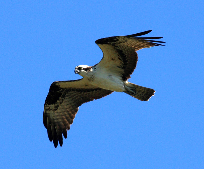 Osprey - Pandion haliaetus