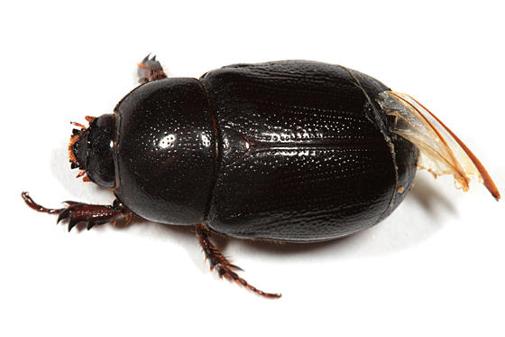 Ligyrus relictus