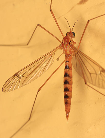 Nephrotoma ferruginea