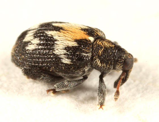 Tachyerges salicis