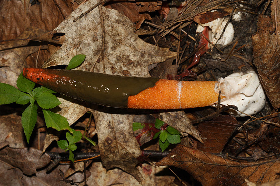 Mutinus elegans