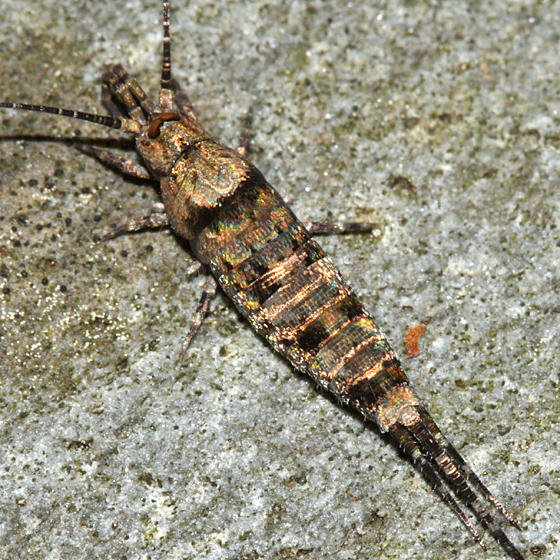 Machilidae - Trigoniophthalmus alternatus