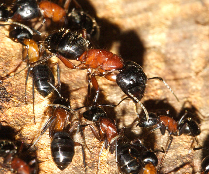 Camponotus noveboracensis