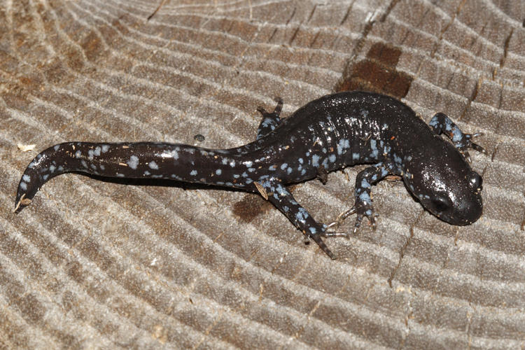 Blue Spotted Salamander - Ambystoma laterale