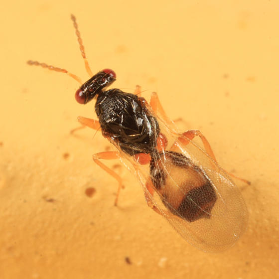 Euplectrus sp.
