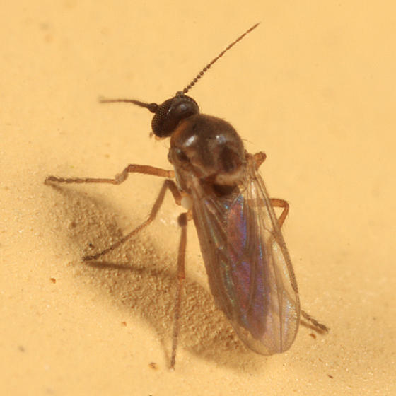 Atrichopogon levis?