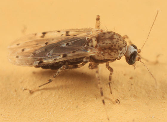 Alluaudomyia paraspina (female)