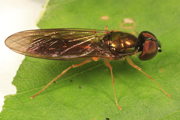 Sargus decorus