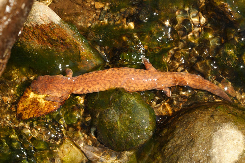 Northern Spring Salamander - Gyrinophilus porphyriticus