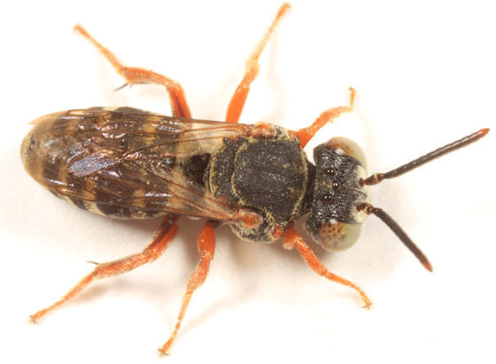Epeolus pusillus