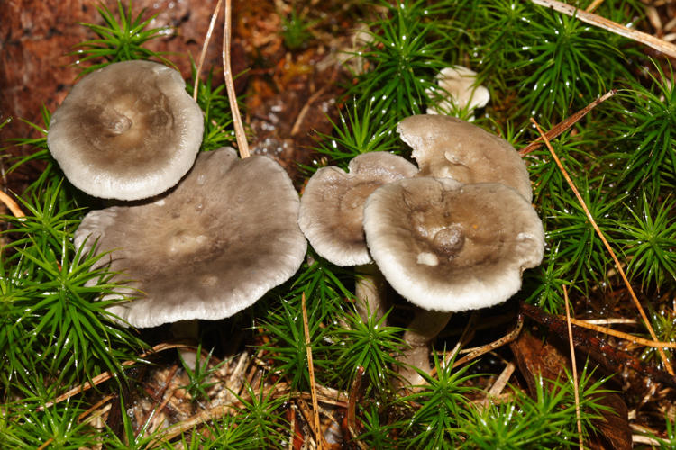 Cantharellula umbonata (Grayling)