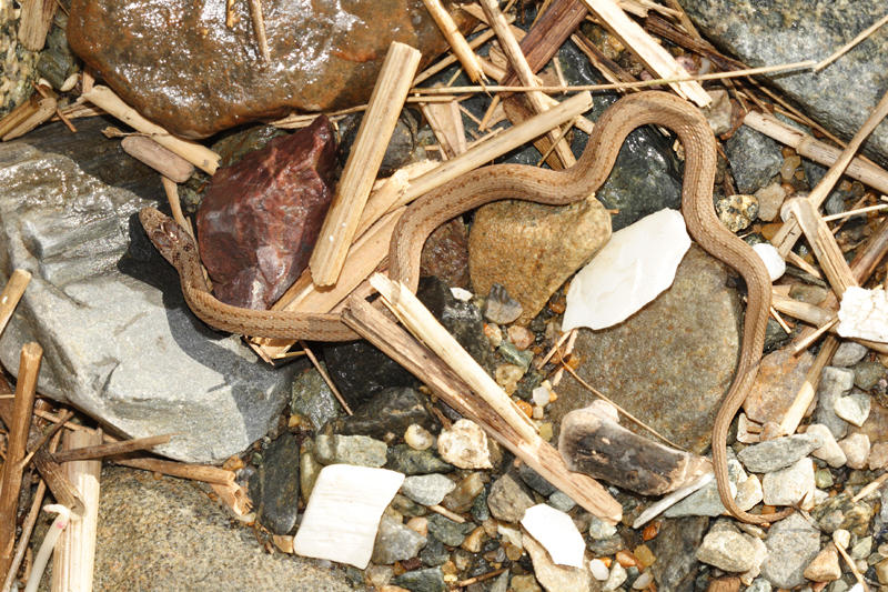 Northern Brown Snake - Storeria dekayi