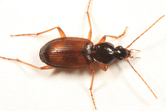 Agonum gratiosum