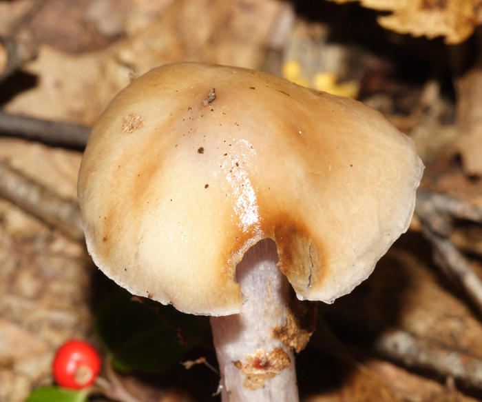  Buttery Collybia - Rhodocollybia butyracea 