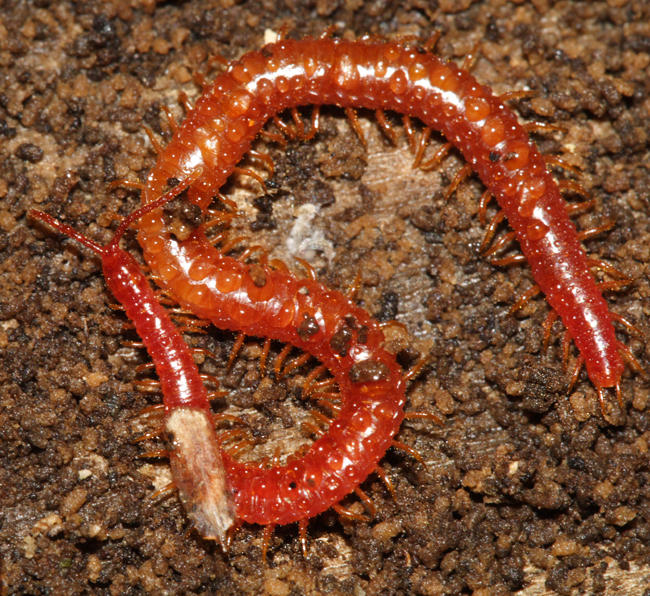 Soil Centipede - Strigamia bothriopus