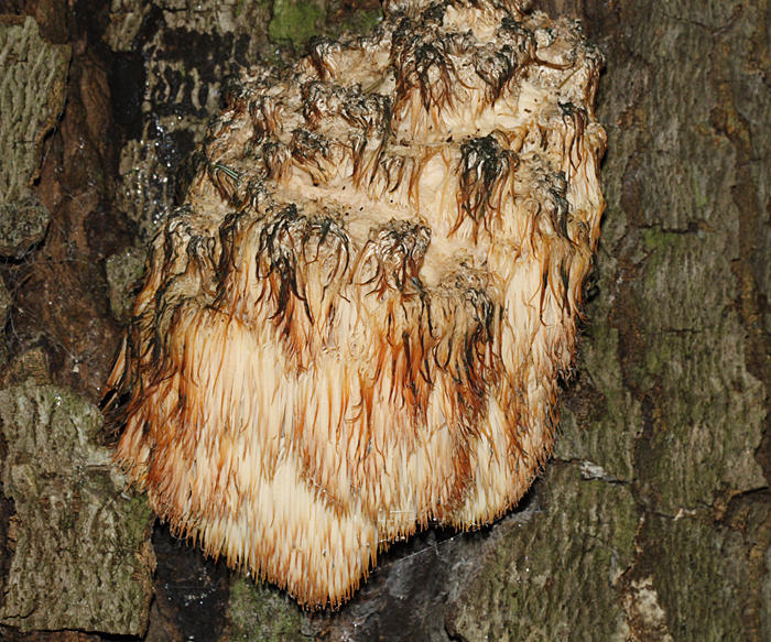 Hericium americanum