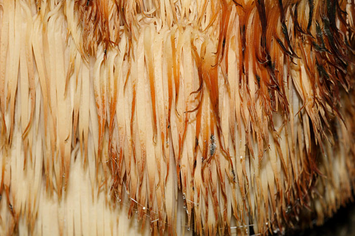 Hericium americanum