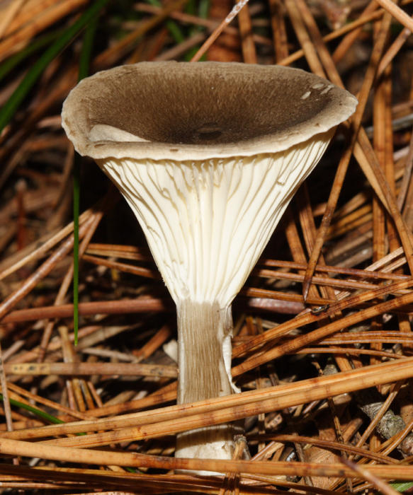 Club Foot - Ampulloclitocybe clavipes