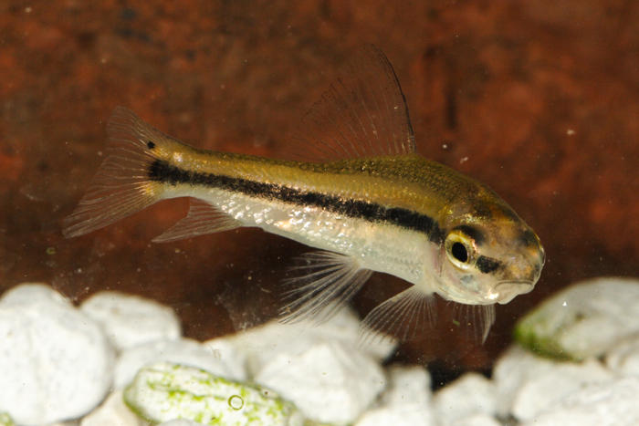 Creek Chubsucker - Erimyzon oblongus
