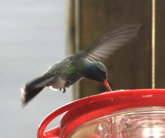 Broad-billed Hummingbird - Cyanthus latirostris