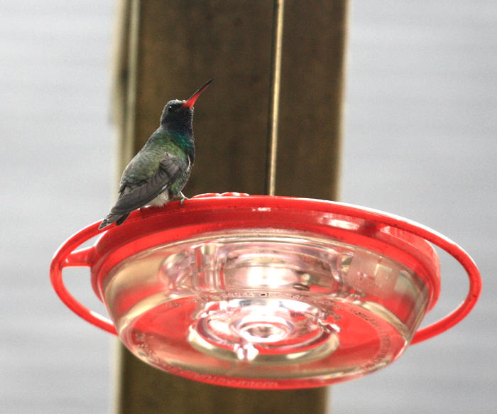 Broad-billed Hummingbird - Cyanthus latirostris