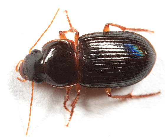 Selenophorus opalinus