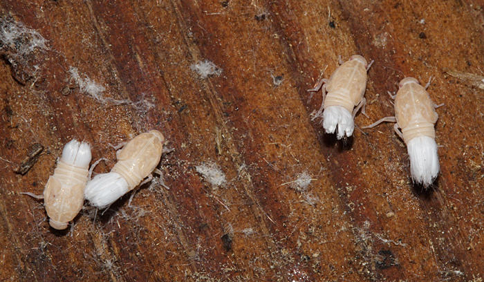 Cixius nymphs