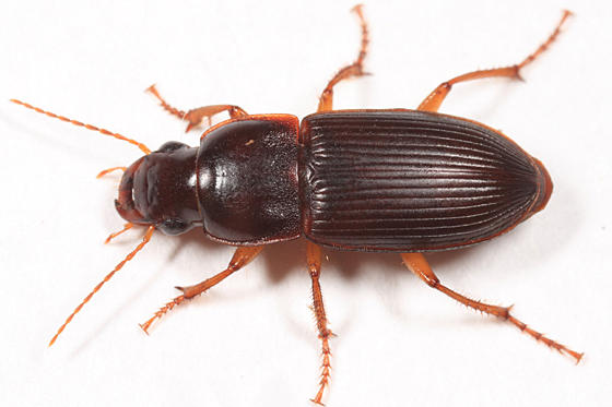 Harpalus faunus