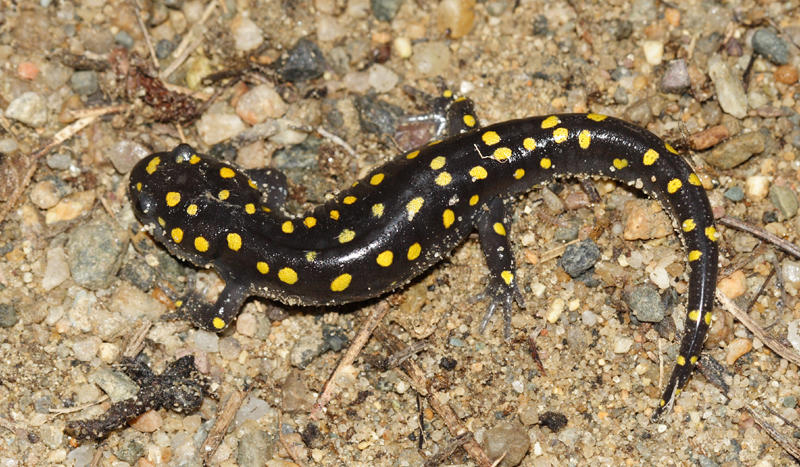 Spotted Salamander - Ambystoma maculatum