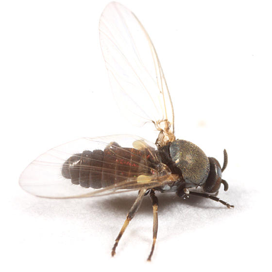 Simulium sp.