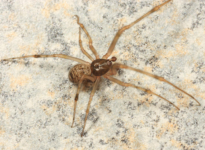 Parasteatoda Tepidariorum Male Photo Tom Murray Photos At