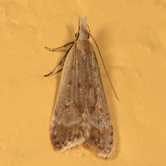 2283 - Dichomeris punctidiscella