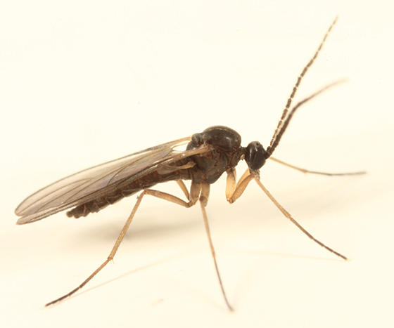 Dark-winged Fungus Gnat - Sciaridae