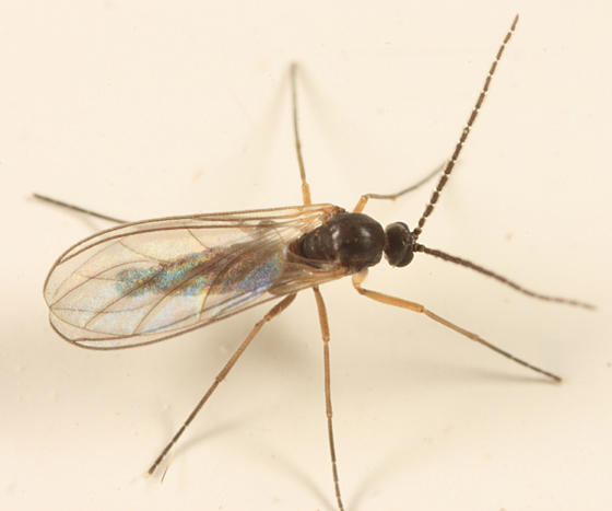 Dark-winged Fungus Gnat - Sciaridae