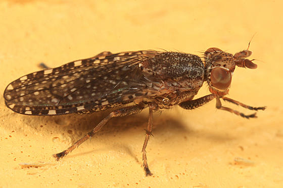 Dictya sp.