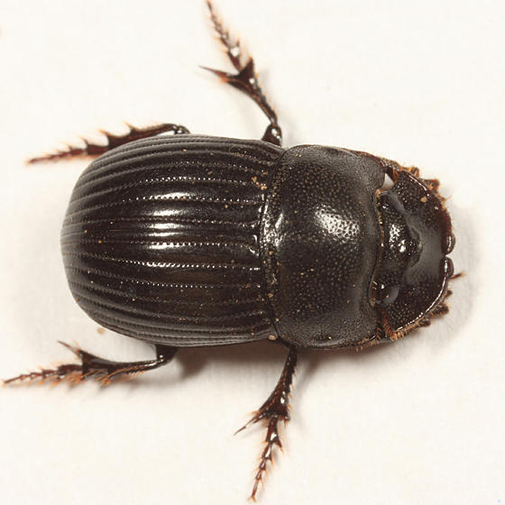 Copris minutus