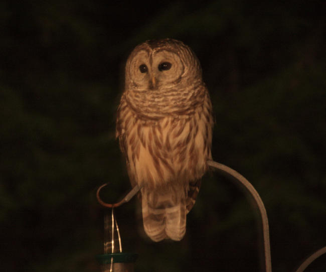 Barred Owl - Strix varia