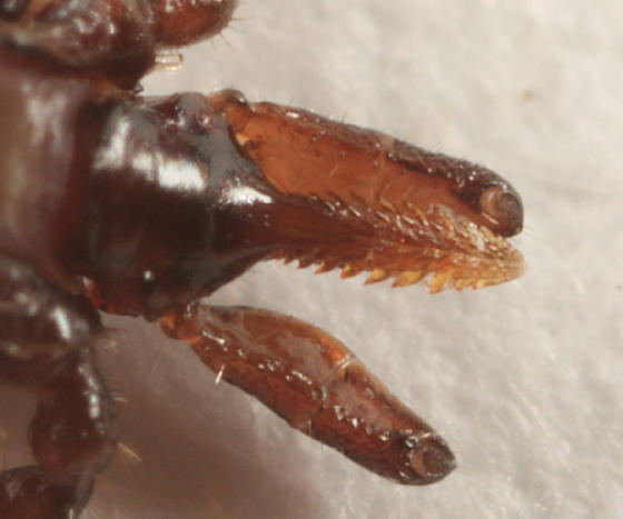 Ixodes scapularis (proboscis)
