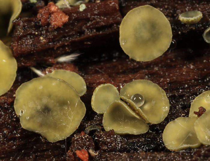 Chlorosplenium chlora