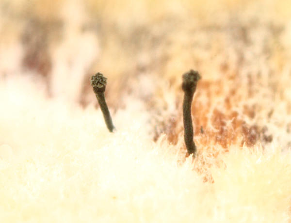 Phaeocalicium polyporaeum
