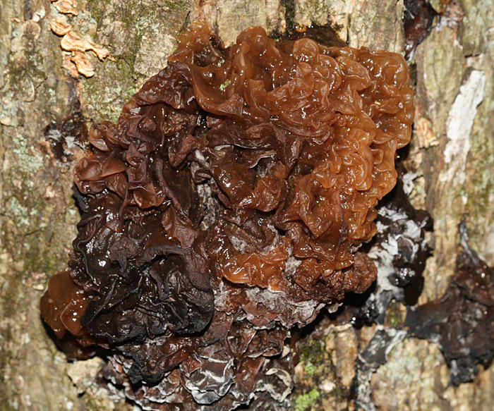 Leafy Brain - Phaeotremella foliacea 