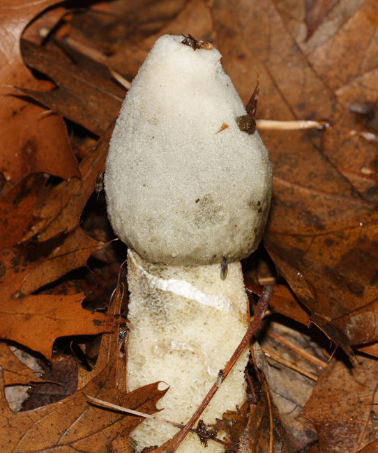 Phallus ravenellii