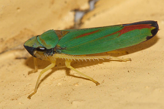 Rhododendron Leafhopper - Graphocephala fennahi
