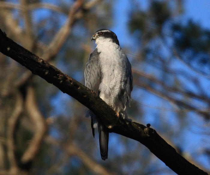 Northern Goshawk - Accipiter gentilis