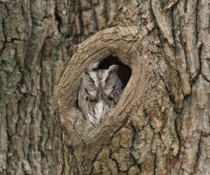 Eastern Screech Owl - Otis asio