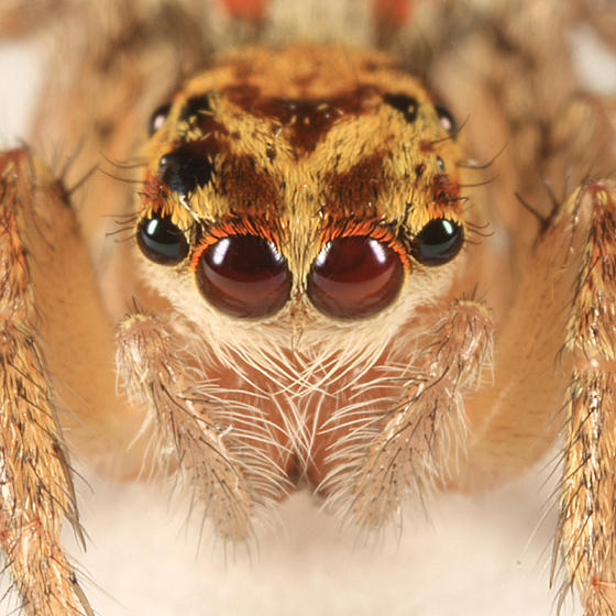 Dimorphic Jumping Spider - Maevia inclemens