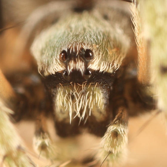Eustala anastera
