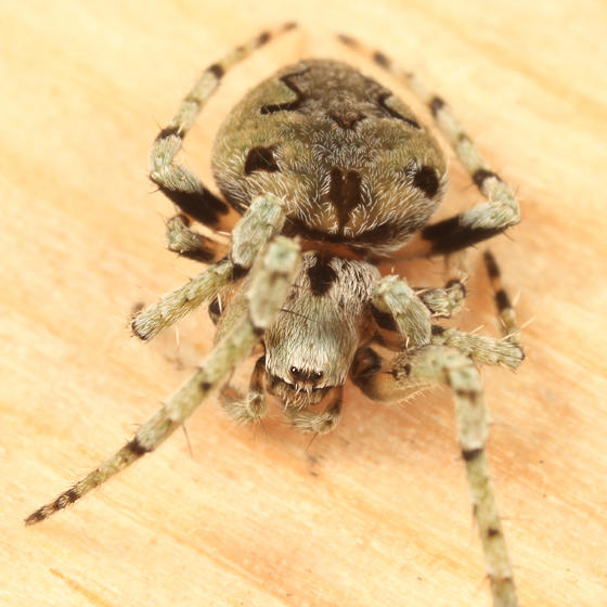 Eustala anastera