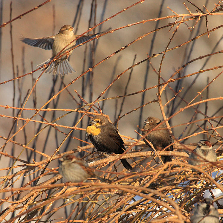 Yellow-headed Blackbird - Xanthocephalus xanthocephalus