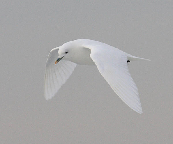 Ivory Gull - Pagophila eburnea